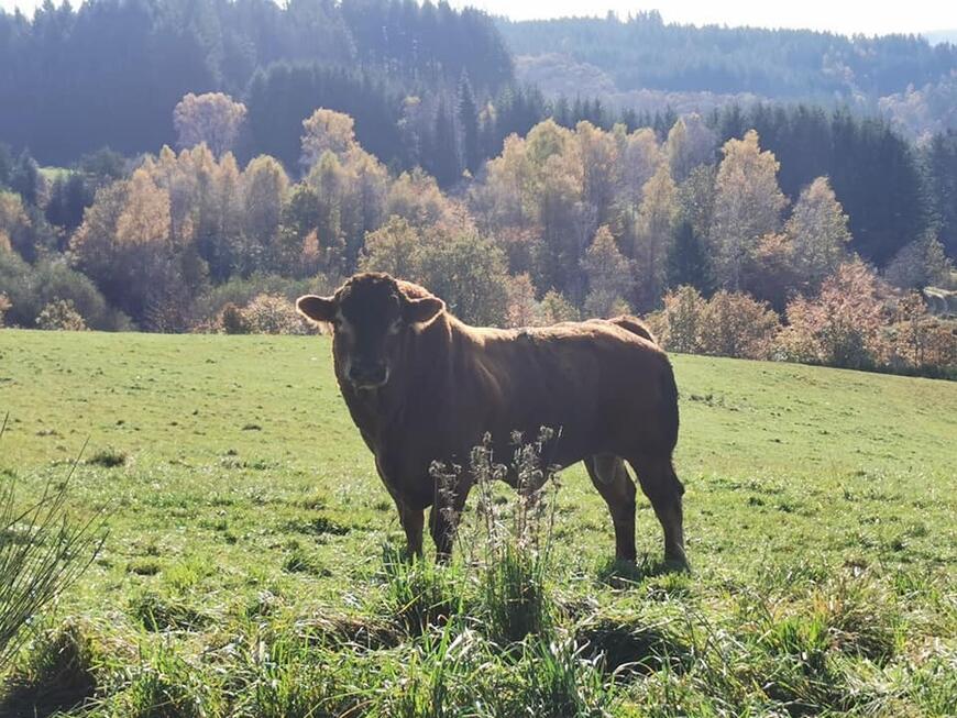 taureau du Limousin taureau du Limousin